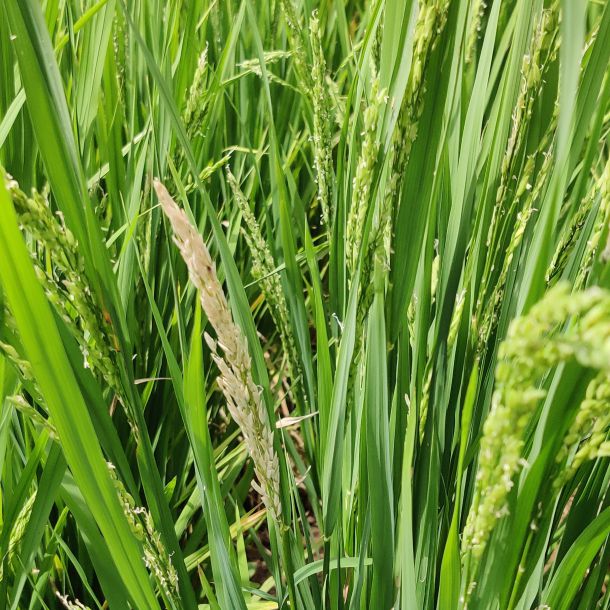 YSB Pheromone Lure for Paddy | Rice Yellow Stem Borer (Scirpophaga incertulas) Lure