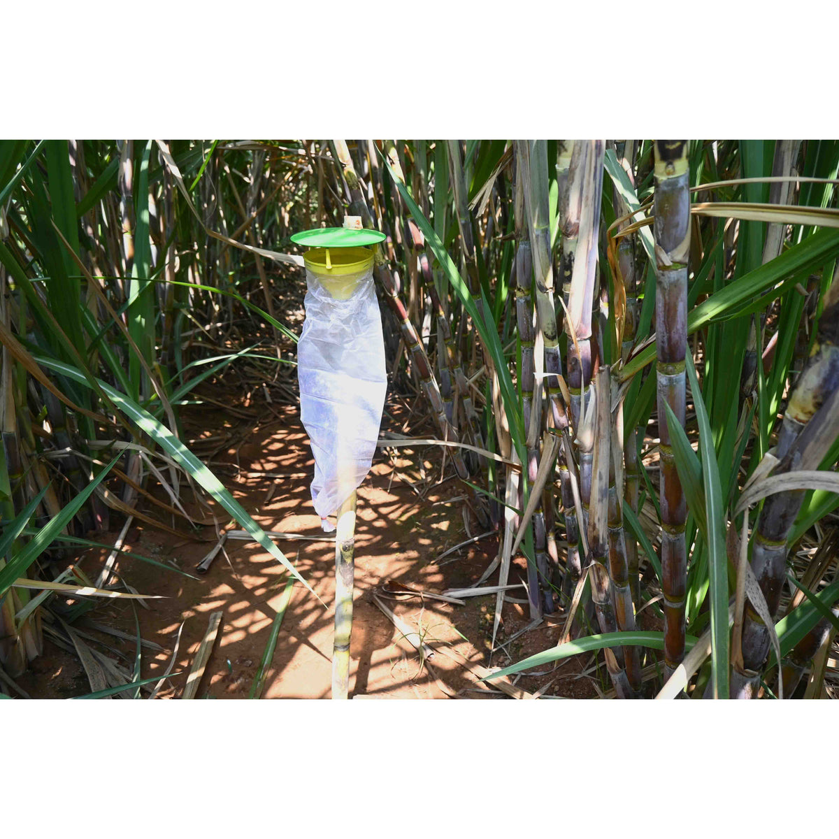 Funnel Trap With Sugarcane Top-B Lure For Top Borer(Scirpophaga excerptalis) | Pheromone Trap For Sugarcane
