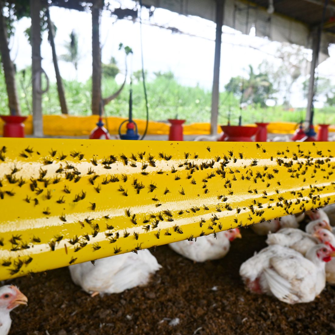 Yellow Sticky Rolls Small | Yellow Sticky Roll for Polyhouse,Nurseries,Tea Gardens