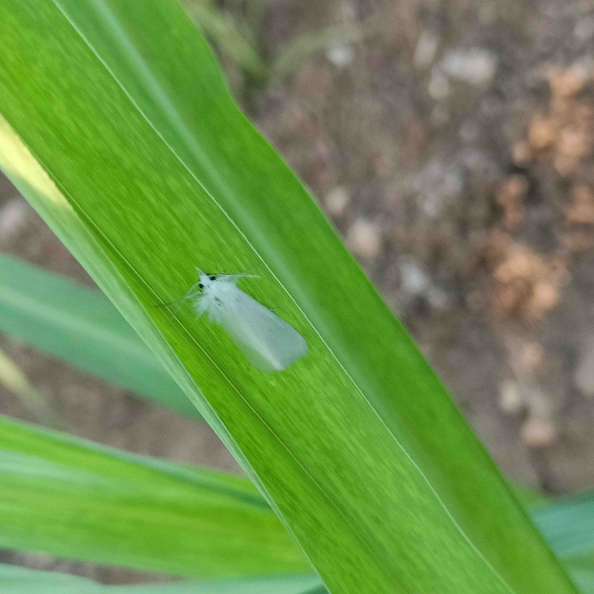 Water Trap With Sugarcane Top-B Lure | Pheromone Trap for Sugarcane Top Borer (Scirpophaga excerptalis)