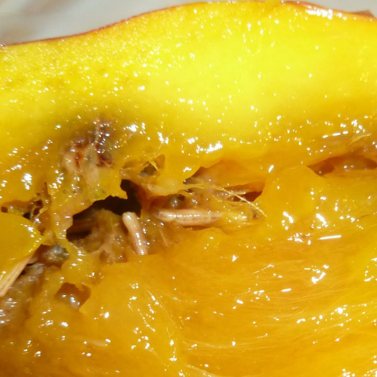 Fruit Fly Trap/ TRI-Trap With Fruit Fly Lure For Mango and Fruit Crops | Mango Fruit Fly Trap