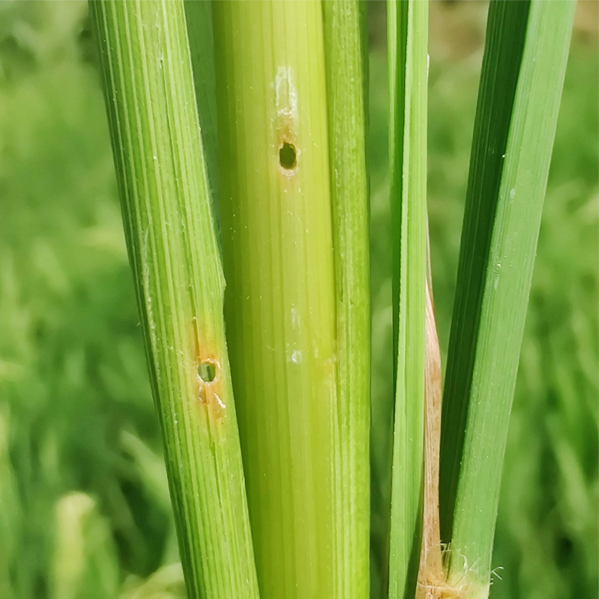 YSB Pheromone Lure for Paddy | Rice Yellow Stem Borer (Scirpophaga incertulas) Lure