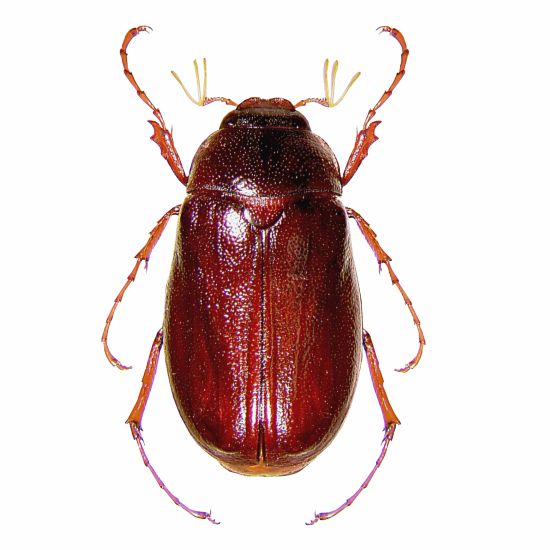 Pheromone Lure for White Grub Control | White Grub Lure | White Grub Beetles (H.serrata,H.consangunia)