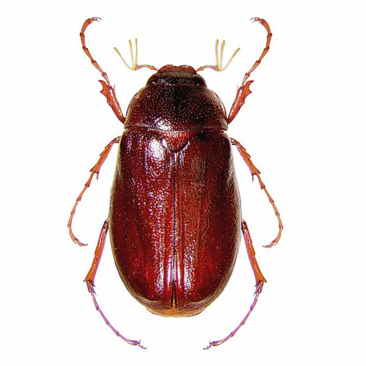 Pheromone Lure for White Grub Control | White Grub Lure | White Grub Beetles (H.serrata,H.consangunia)
