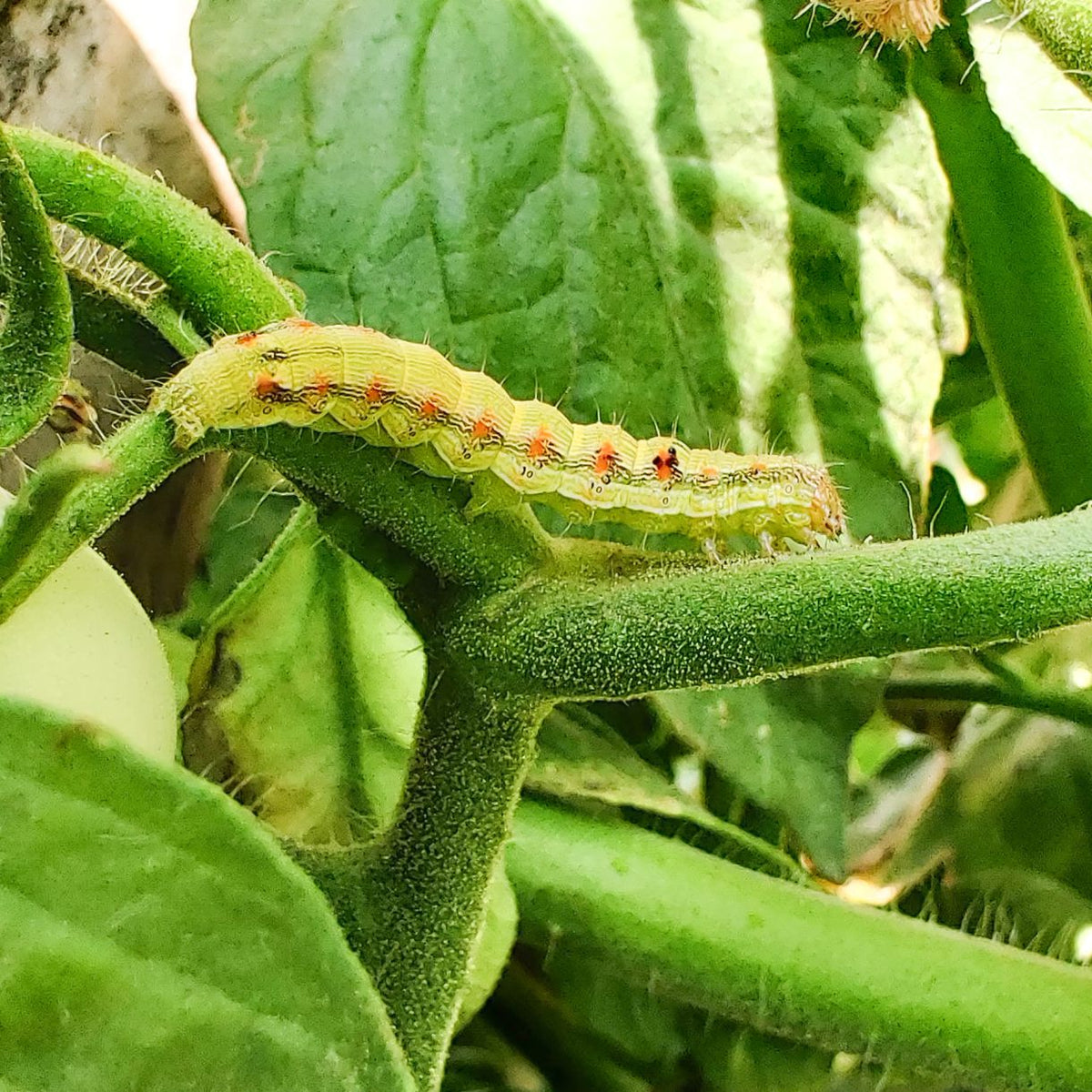 Helic-O Lure | Helicoverpa armigera Pheromone Lure | Tomato Fruit Borer | Chana Pod Borer Lure
