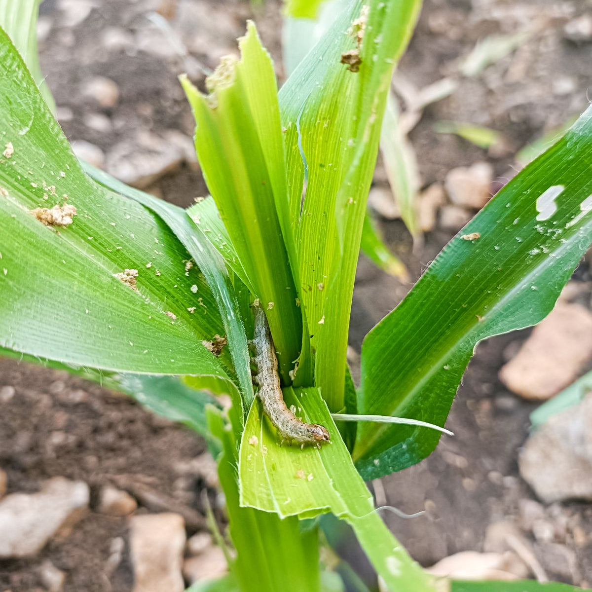 Pheromone Lure for Fall Armyworm Control| FAW lure | FAW (Spodoptera frugiperda) Pheromone Lure for Maize