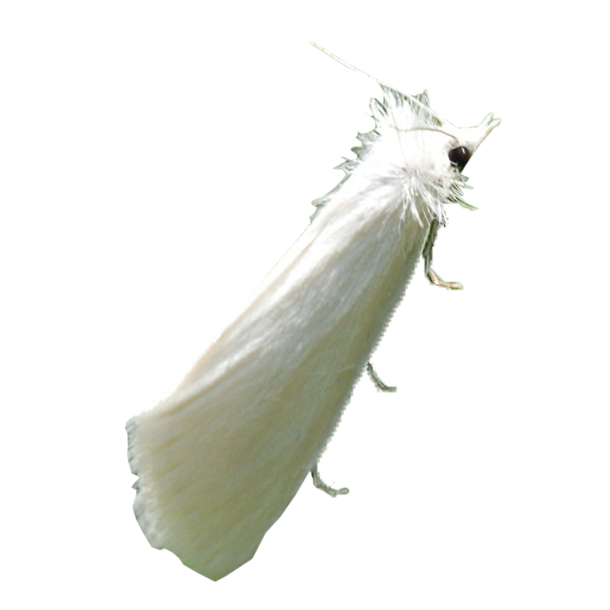 Pheromone Lure for Sugarcane Top Borer Control| Sugarcane Top B Lure | Sugarcane Top Borer (Scirpophaga excerptalis) Control