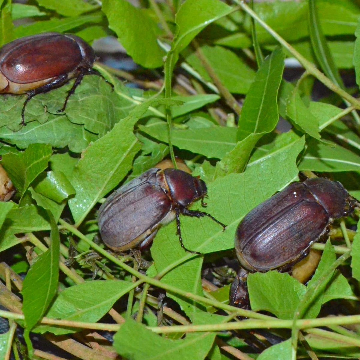 Pheromone Lure for White Grub Control | White Grub Lure | White Grub Beetles (H.serrata,H.consangunia)