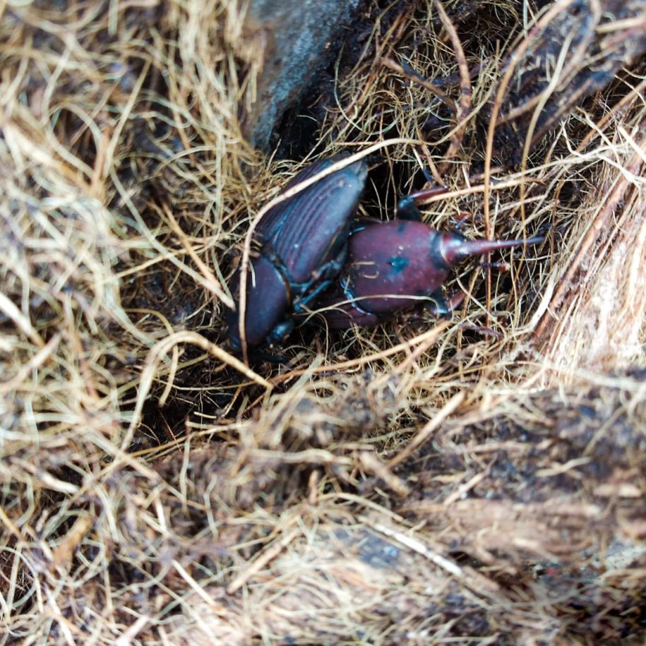 Pheromone Lure for Red Palm Weevil Control | Red Palm Lure | Red Palm Weevil (Rhynchophorus ferrugineus)