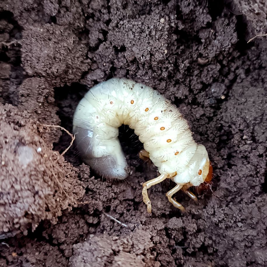 Bucket Trap With White Grub Lure | Phermone Trap For White Grub Beetles (H.serrata,H.consangunia)