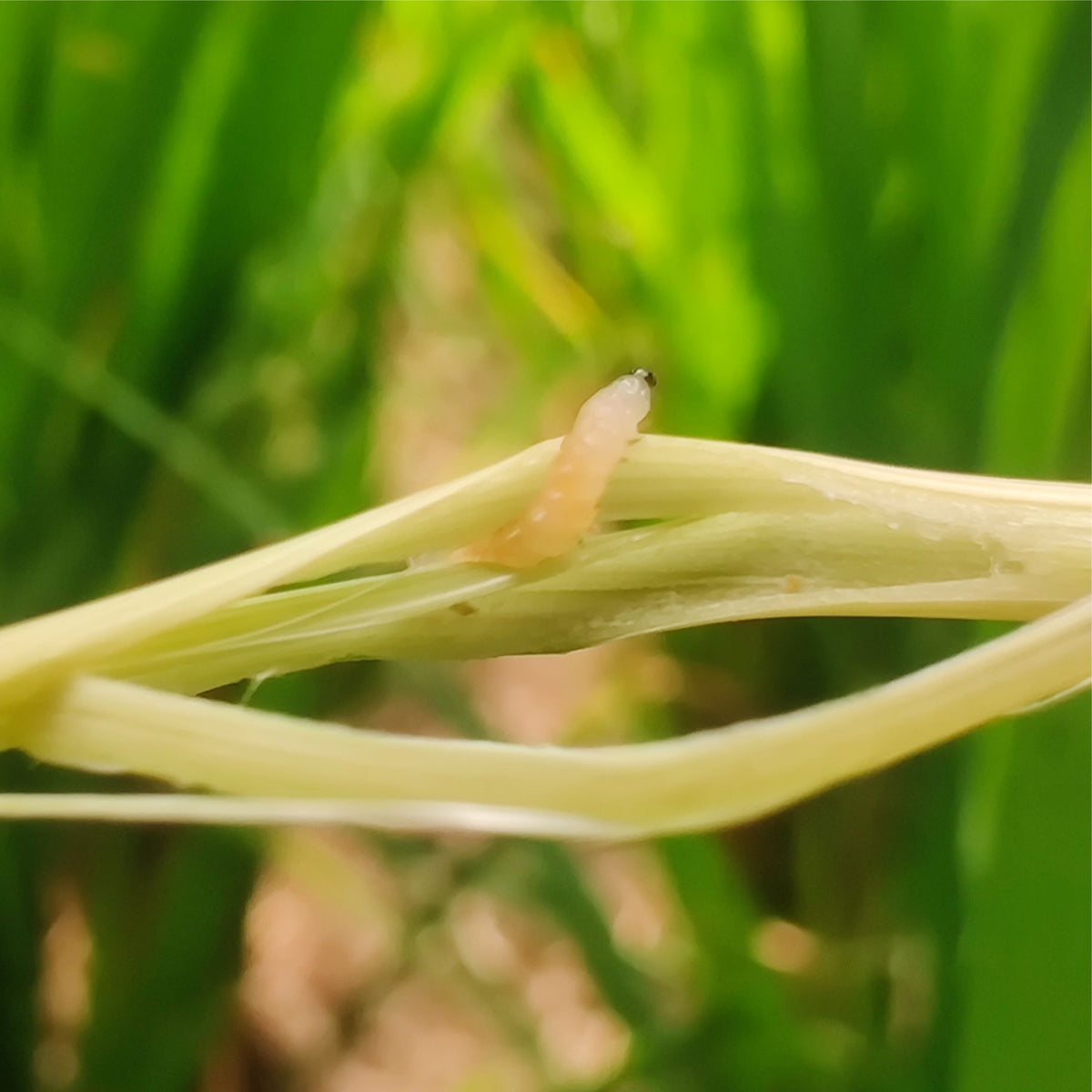 YSB Pheromone Lure for Paddy | Rice Yellow Stem Borer (Scirpophaga incertulas) Lure