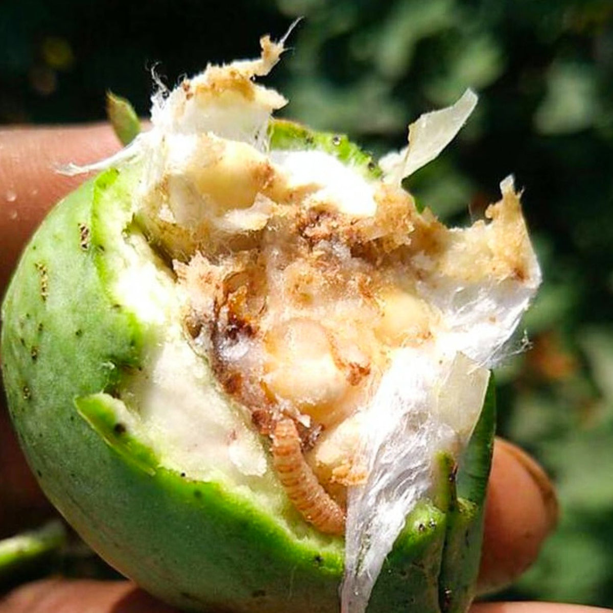 Gulabi Fly Lure | Pink Bollworm (Pectinophora gossypiella) Pheromone Lure for Cotton |Gulabi Fly Lure For Pink bollworm In Cotton | Pink Bollworm Pheromone Lure
