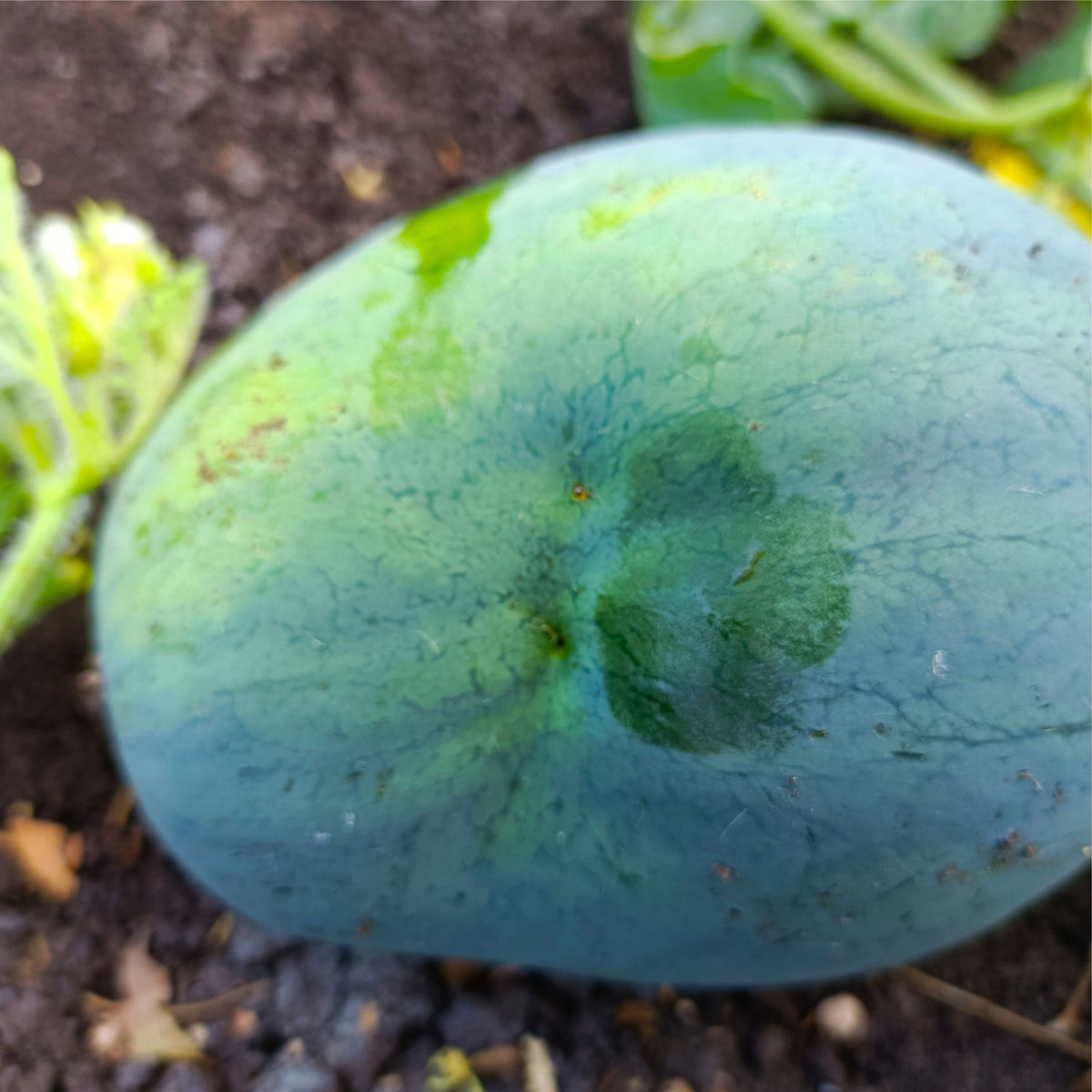 Melon Fly Trap/ TRI-Trap With Melon Fly Lure For Fruit Fly | Pheromone trap For Watermelon And cucurbits