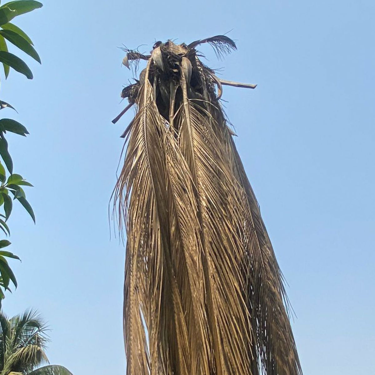 Bucket Trap With Red Palm Lure  For Coconut | Pheromone Trap for coconut