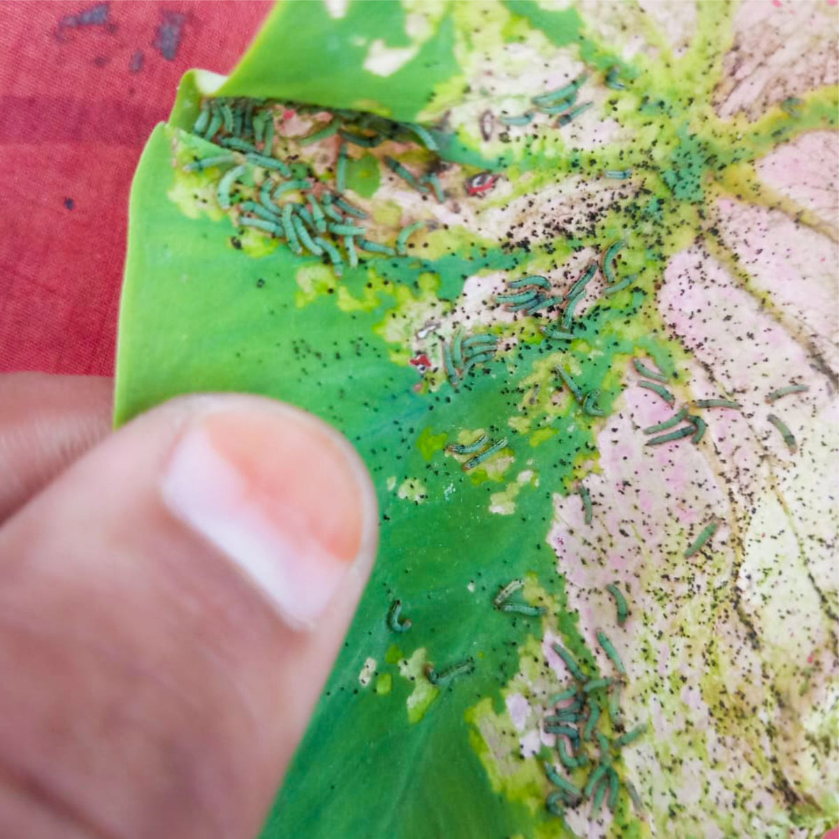 Spod-O Pheromone Lure for Spodoptera litura | Tobacco Caterpillar Pheromone lure | Spod-O Lure For Spodoptera litura | Tobacco Caterpillar Pheromone Lure