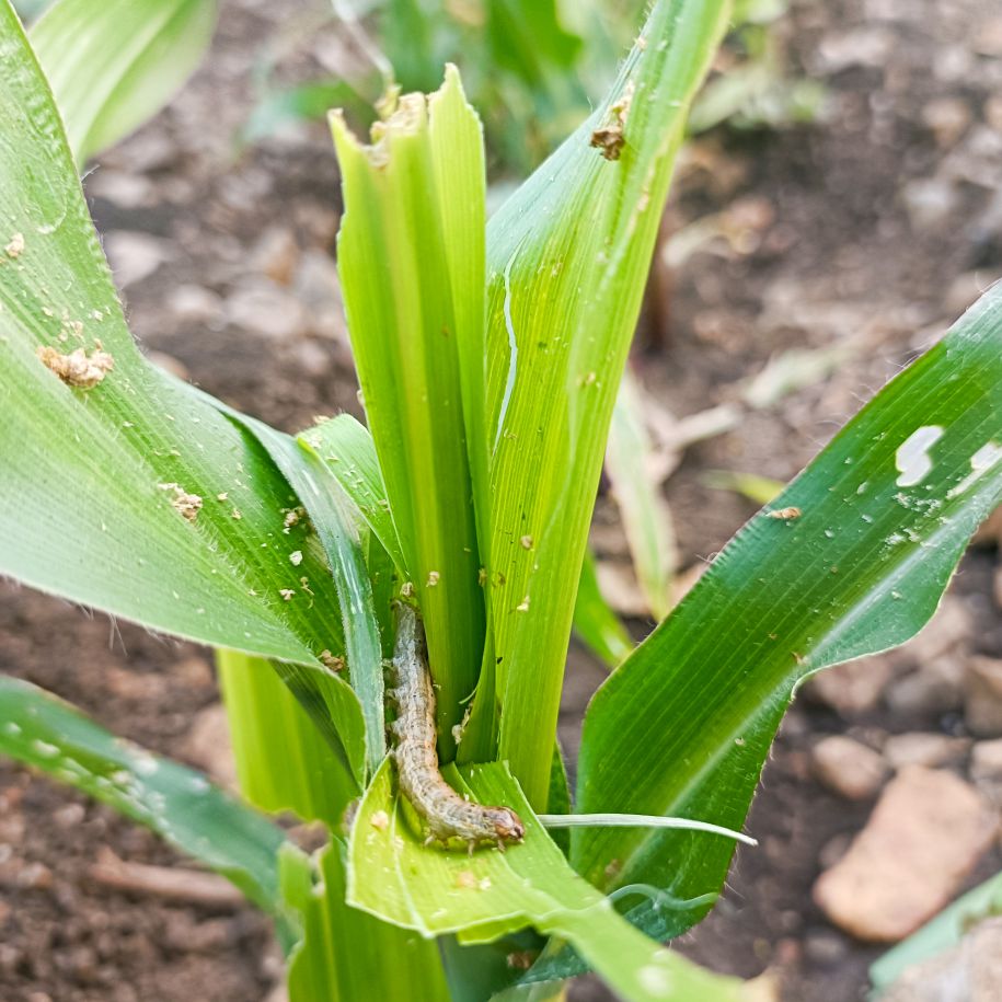 Funnel Trap With FAW Lure For Fall Army Worm (Spodoptera frugiperda)| Pheromone Trap For Maize