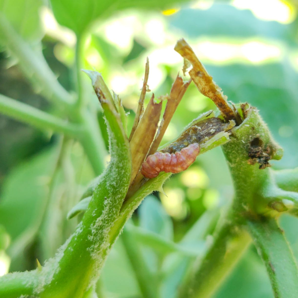 Brinjal Pheromone Lure for Fruit Shoot Borer Control | Brinjal Pheromone Lure for Leucinodes orbonalis Control