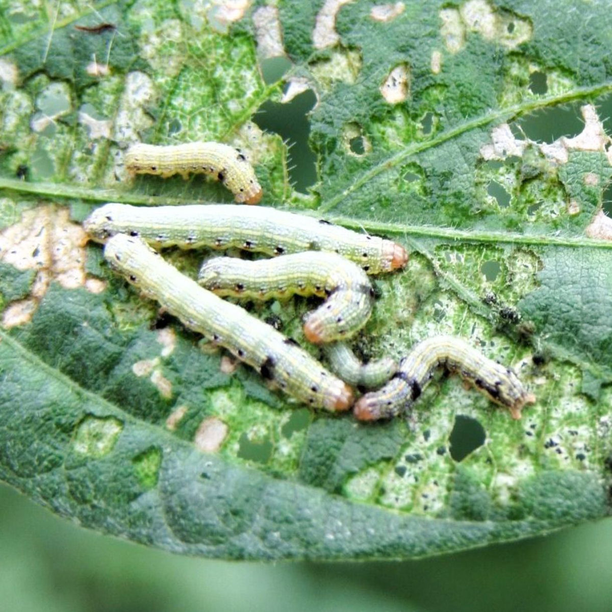 Spod-O Pheromone Lure for Spodoptera litura | Tobacco Caterpillar Pheromone lure | Spod-O Lure For Spodoptera litura | Tobacco Caterpillar Pheromone Lure