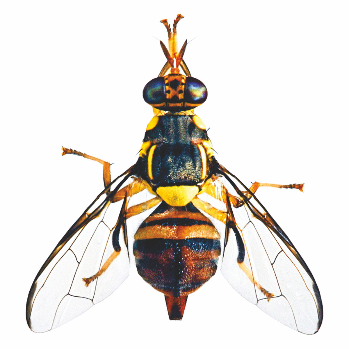 Maxplus Trap With Fruit Fly Lure For Fruit Crops | Fruit Fly Trap For Horticulture Fruit Crops