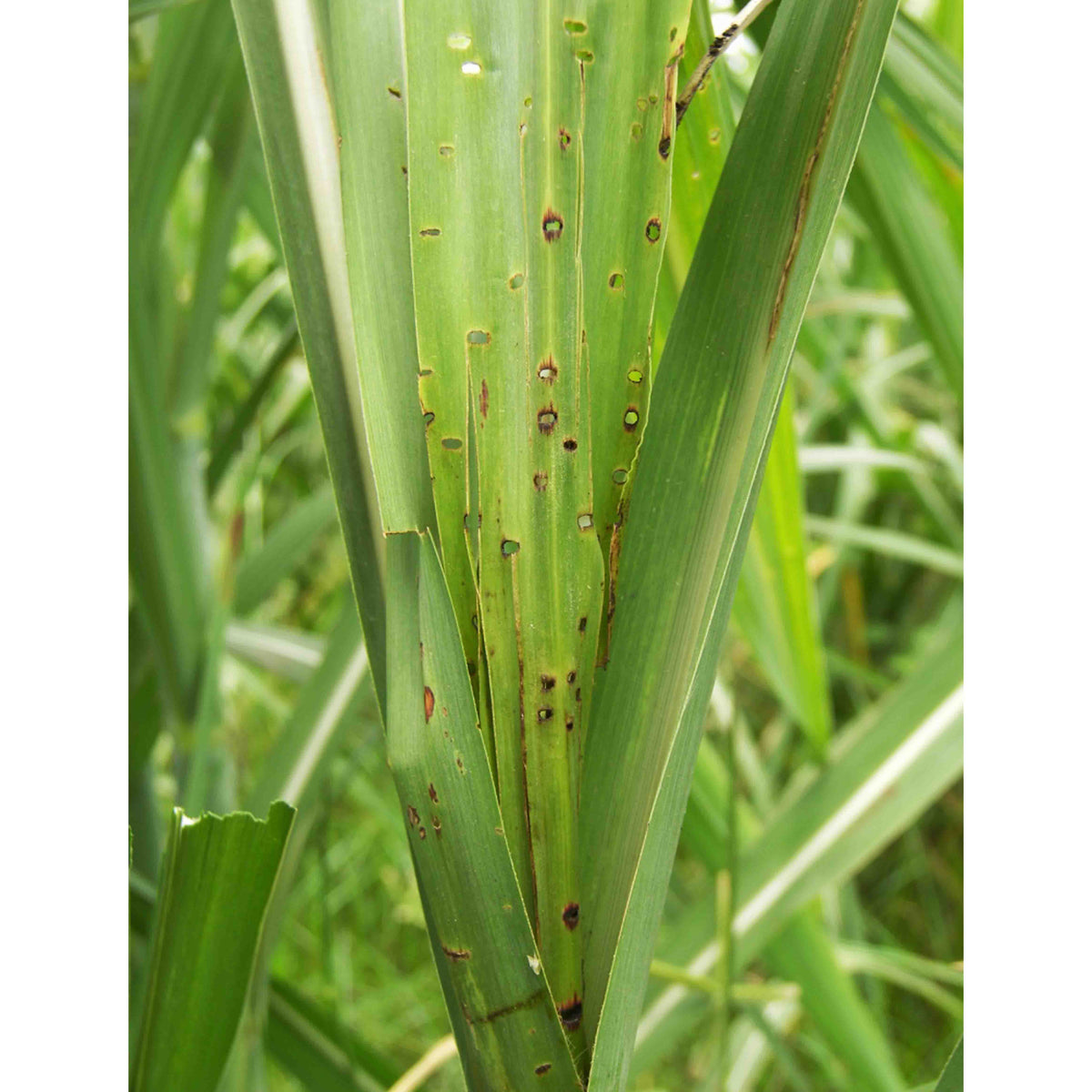 Water Trap With Sugarcane Top-B Lure | Pheromone Trap for Sugarcane Top Borer (Scirpophaga excerptalis)