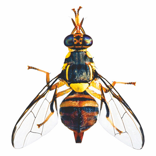 Fruit Fly Trap/ TRI-Trap With Fruit Fly Lure For Mango and Fruit Crops | Mango Fruit Fly Trap
