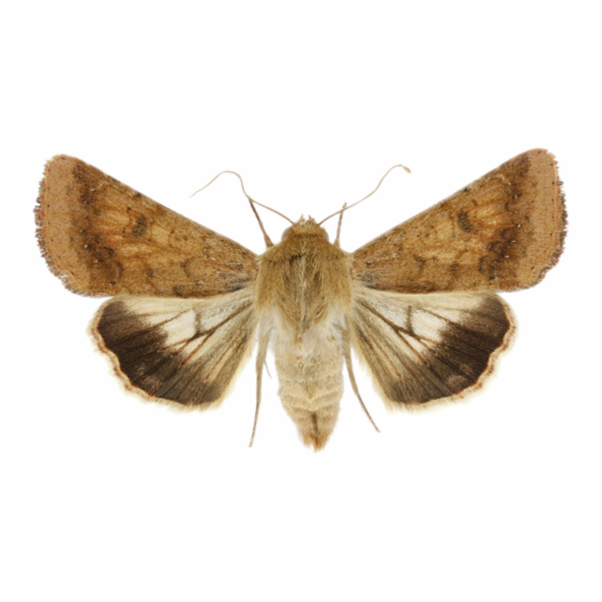 Helic-O Lure | Helicoverpa armigera Pheromone Lure | Tomato Fruit Borer | Chana Pod Borer Lure