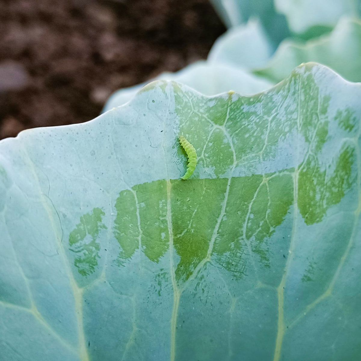Delta Trap With DBM Lure For DiamondBack Moth(Plutella xylostella) | Pheromone Trap For Cabbage