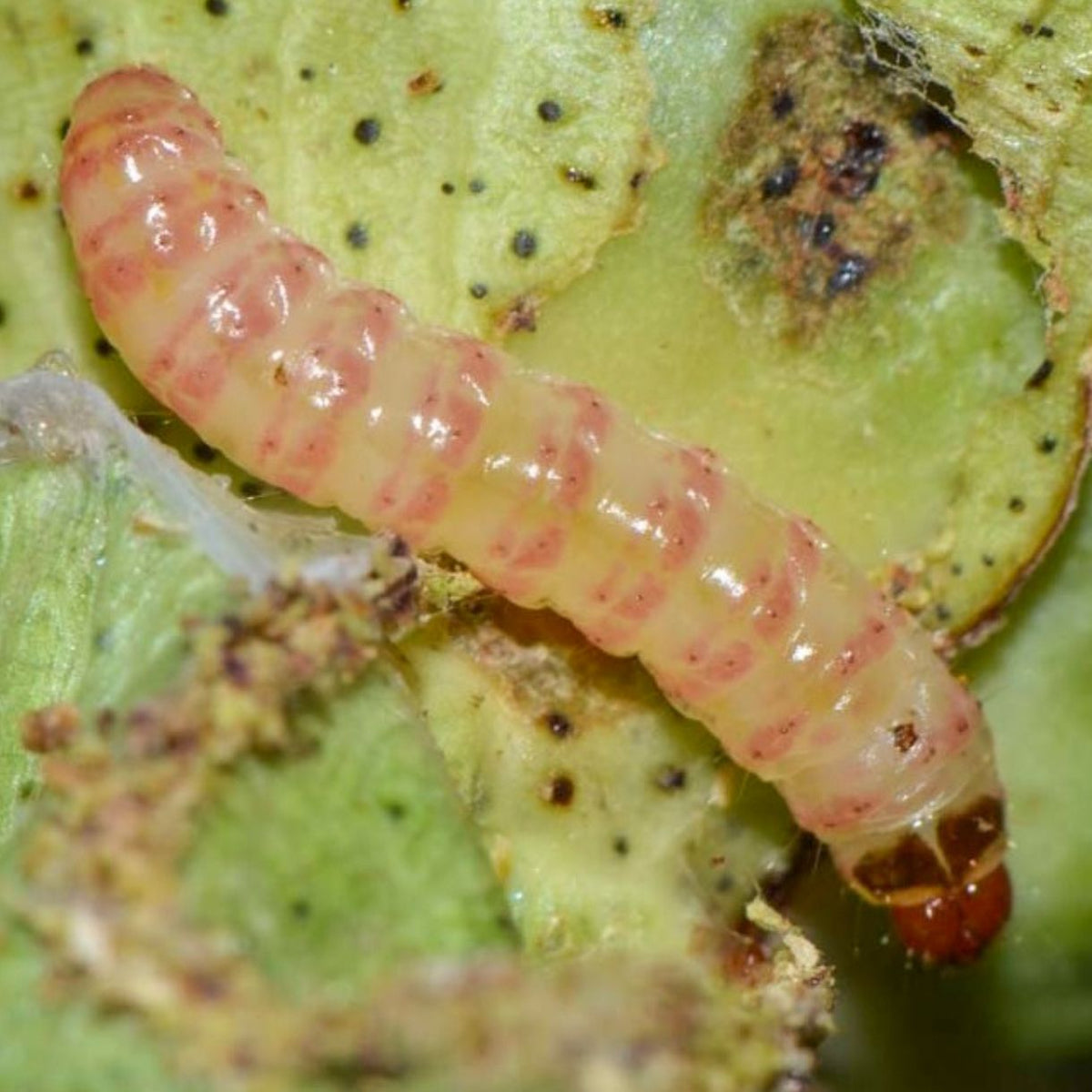 Gulabi Fly Lure | Pink Bollworm (Pectinophora gossypiella) Pheromone Lure for Cotton |Gulabi Fly Lure For Pink bollworm In Cotton | Pink Bollworm Pheromone Lure