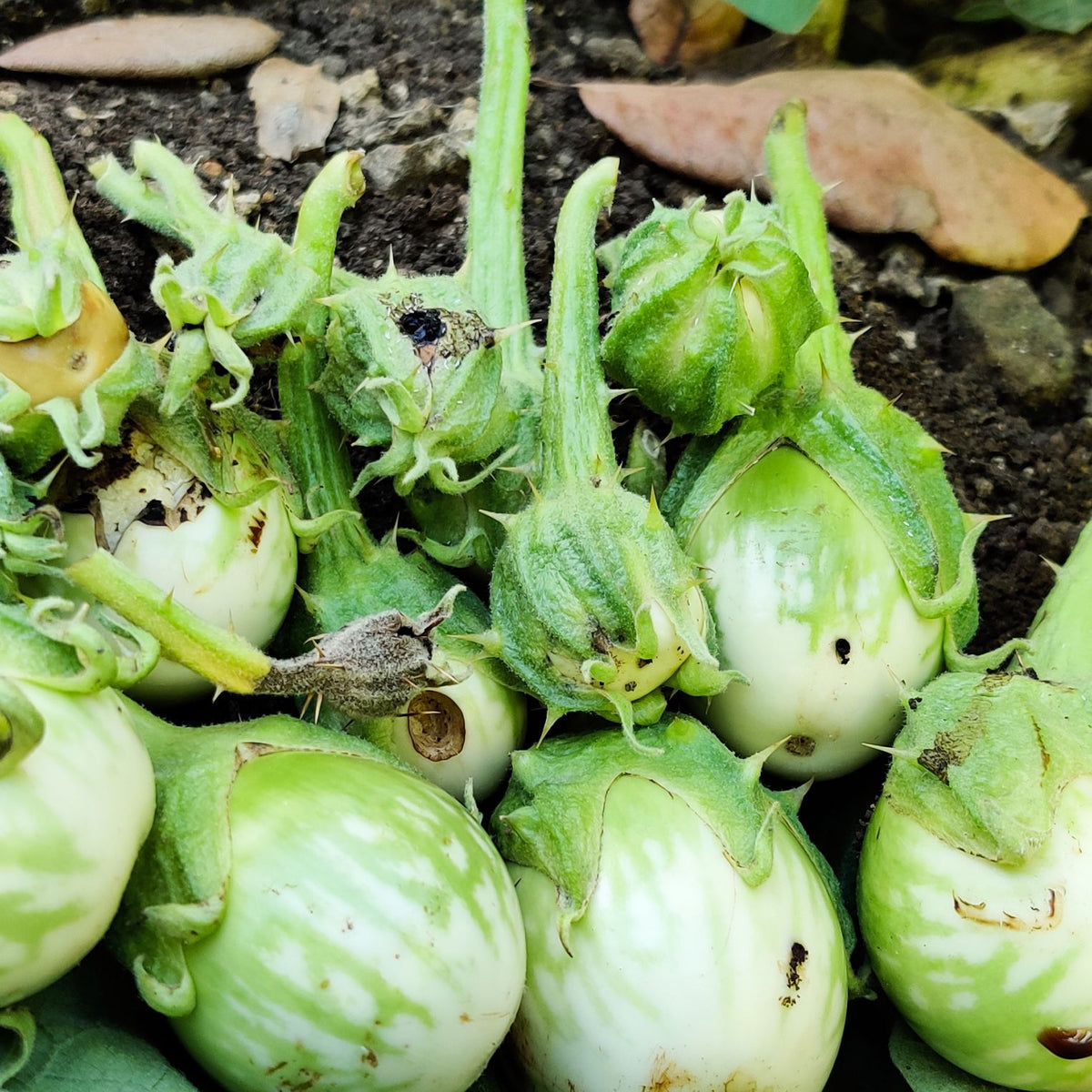 Brinjal Pheromone Lure for Fruit Shoot Borer Control | Brinjal Pheromone Lure for Leucinodes orbonalis Control