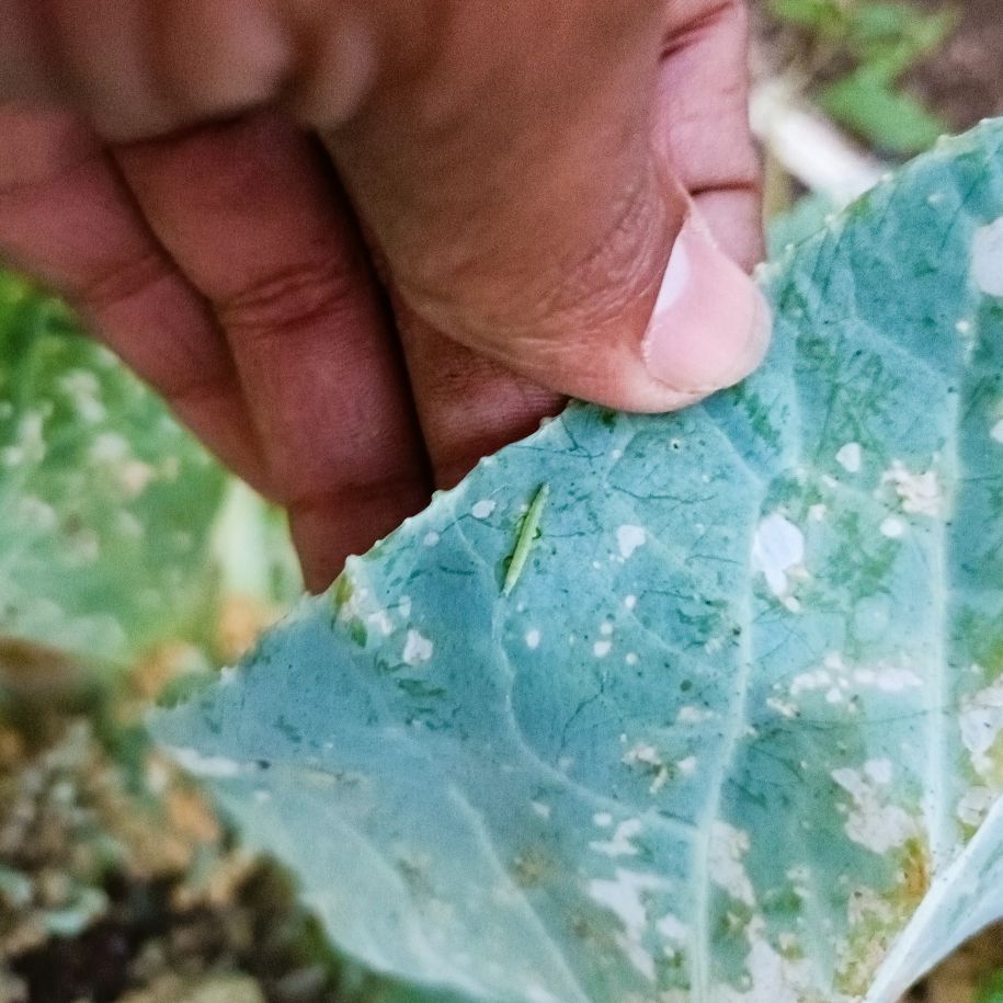 Water Trap With DBM Lure For DiamondBack Moth(Plutella xylostella) | Pheromone Trap For Cabbage