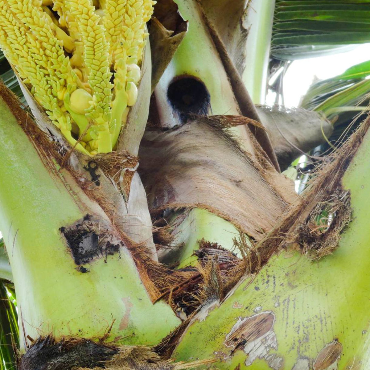 Bucket Trap With Beetle Lure  For Coconut | Pheromone Trap for coconut