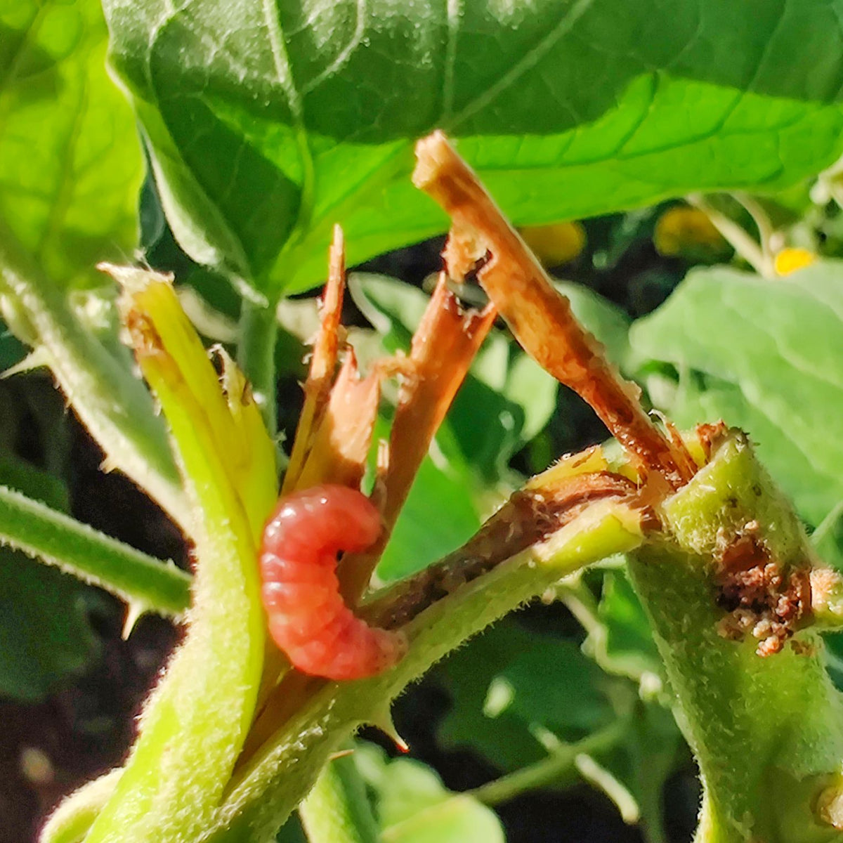 Water Trap With Brinjal Lure For Brinjal | Pheromone Trap For Brinjal Fruit Shoot Borer  (Leucinodes orbonalis)