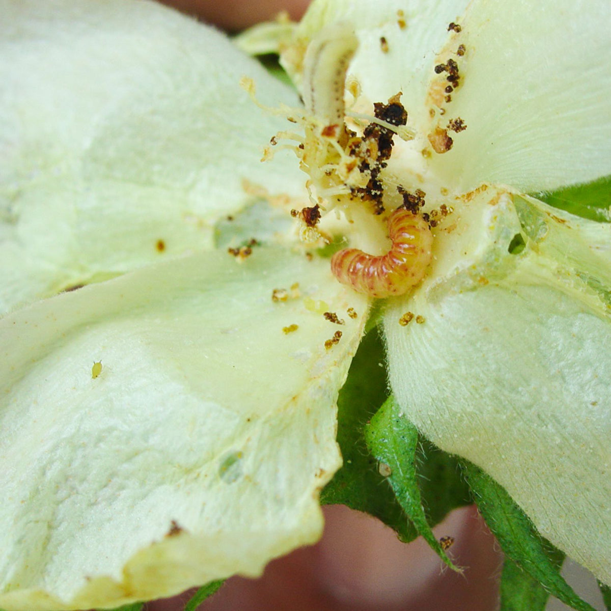 Gulabi Fly Lure | Pink Bollworm (Pectinophora gossypiella) Pheromone Lure for Cotton |Gulabi Fly Lure For Pink bollworm In Cotton | Pink Bollworm Pheromone Lure