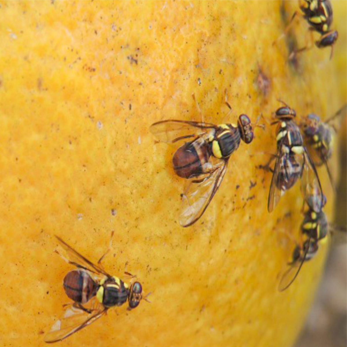 Maxplus Trap With Fruit Fly Lure For Fruit Crops | Fruit Fly Trap For Horticulture Fruit Crops