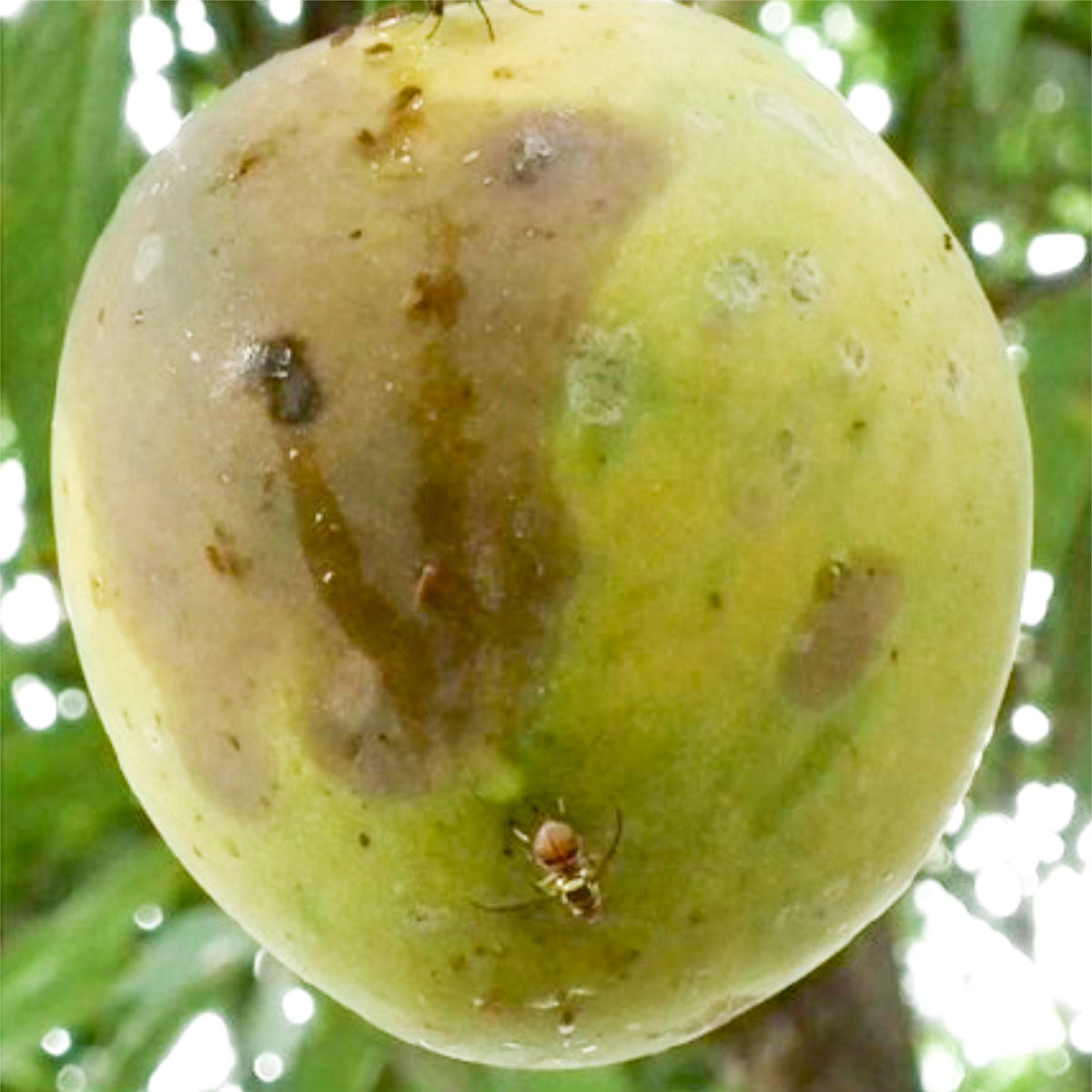Fruit Fly Lure | Fruit Fly Trap Lure for Bactrocera dorsalis, Bactrocera zonata & Bactrocera correcta | Long-Lasting Fruit Fly Attractant for Mango, Guava & Fruit Crops