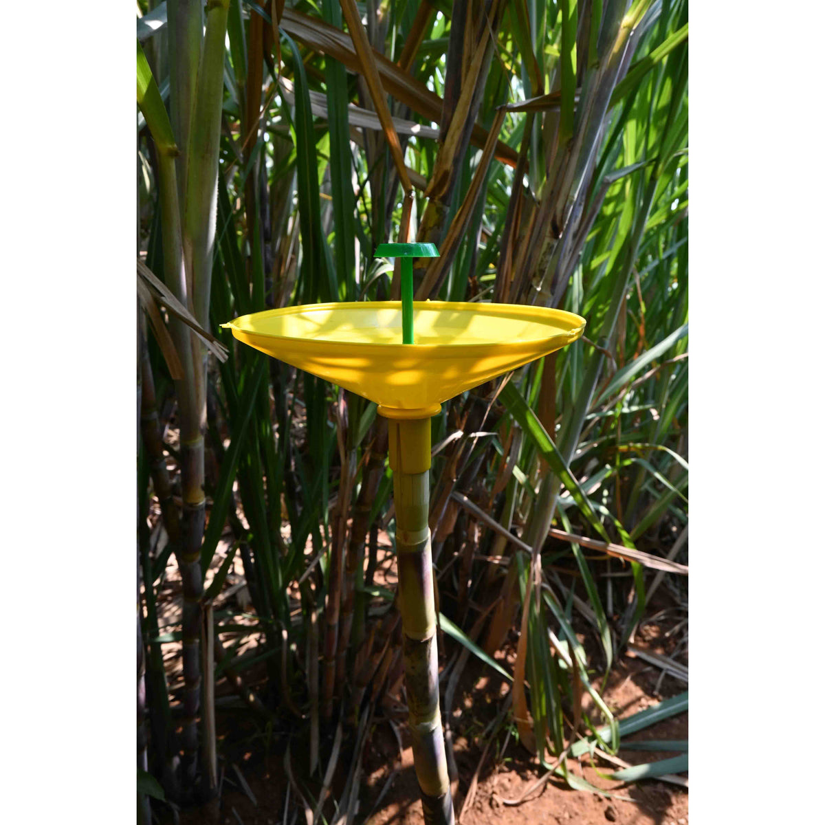 Water Trap With Sugarcane Top-B Lure | Pheromone Trap for Sugarcane Top Borer (Scirpophaga excerptalis)