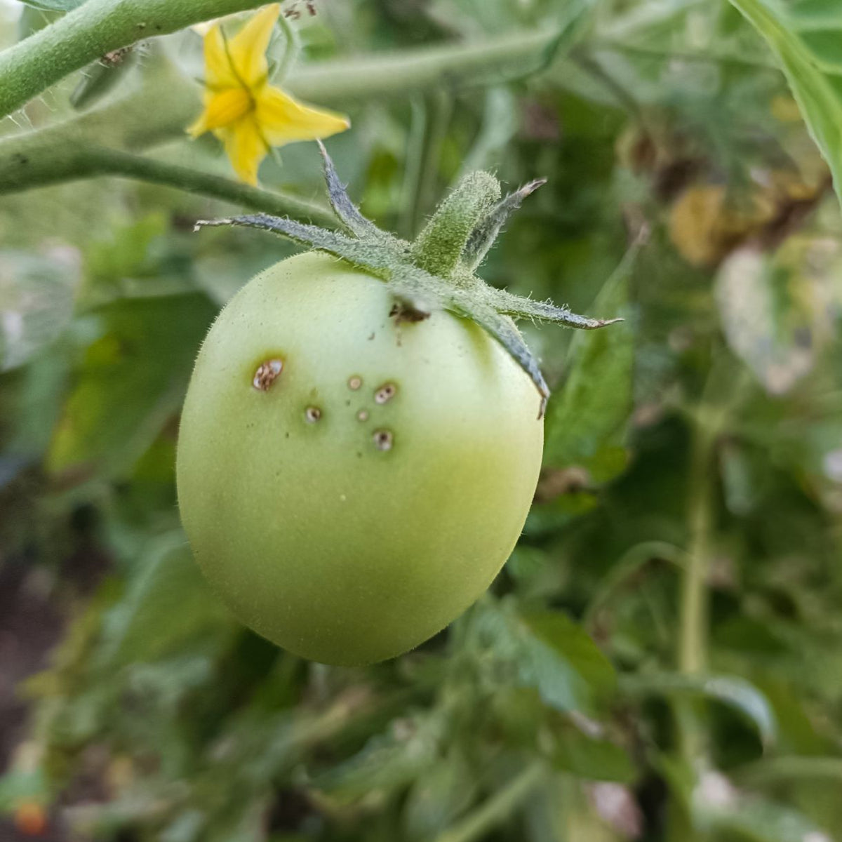 Delta Trap With Tu Tom Lure For Tomato Leaf Miner (Tuta absoluta)| Pheromone Trap for Tomato