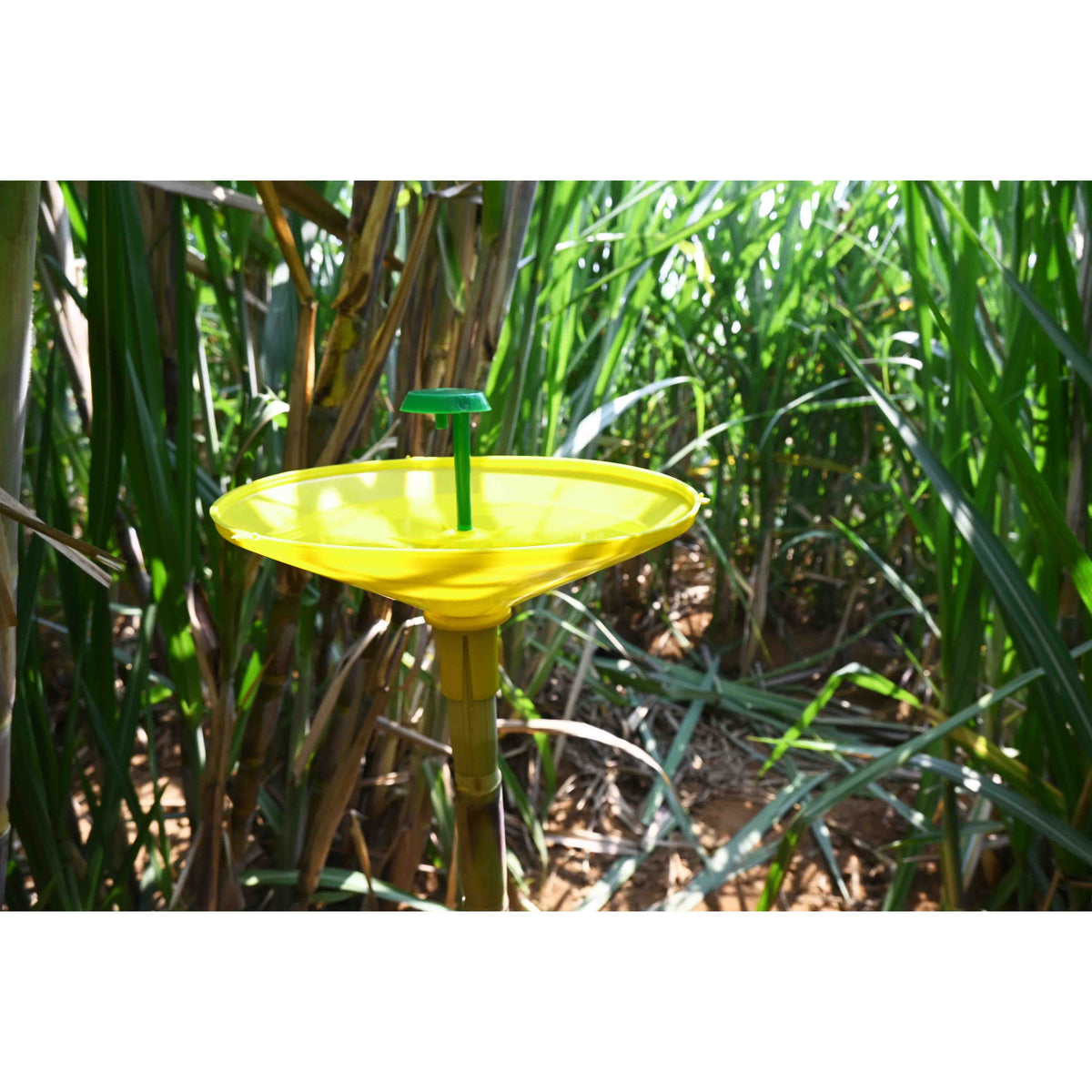 Water Trap With Sugarcane Top-B Lure | Pheromone Trap for Sugarcane Top Borer (Scirpophaga excerptalis)