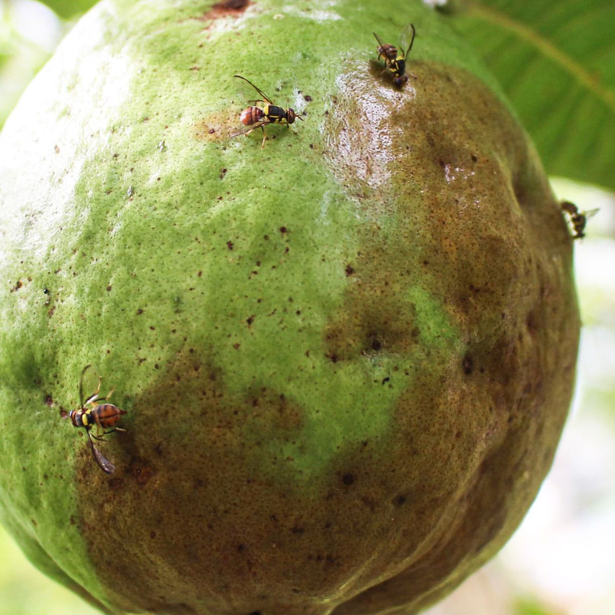 Fruit Fly Trap/ TRI-Trap With Fruit Fly Lure For Mango and Fruit Crops | Mango Fruit Fly Trap