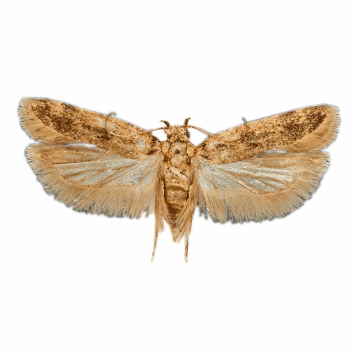 Gulabi Fly Lure | Pink Bollworm (Pectinophora gossypiella) Pheromone Lure for Cotton |Gulabi Fly Lure For Pink bollworm In Cotton | Pink Bollworm Pheromone Lure