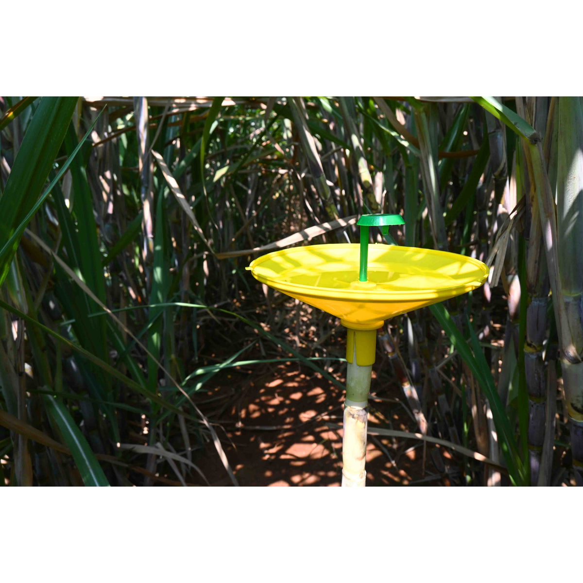 Water Trap With Sugarcane Top-B Lure | Pheromone Trap for Sugarcane Top Borer (Scirpophaga excerptalis)