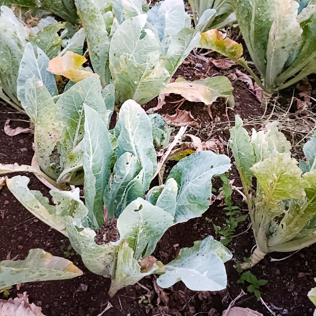 Water Trap With DBM Lure For DiamondBack Moth(Plutella xylostella) | Pheromone Trap For Cabbage