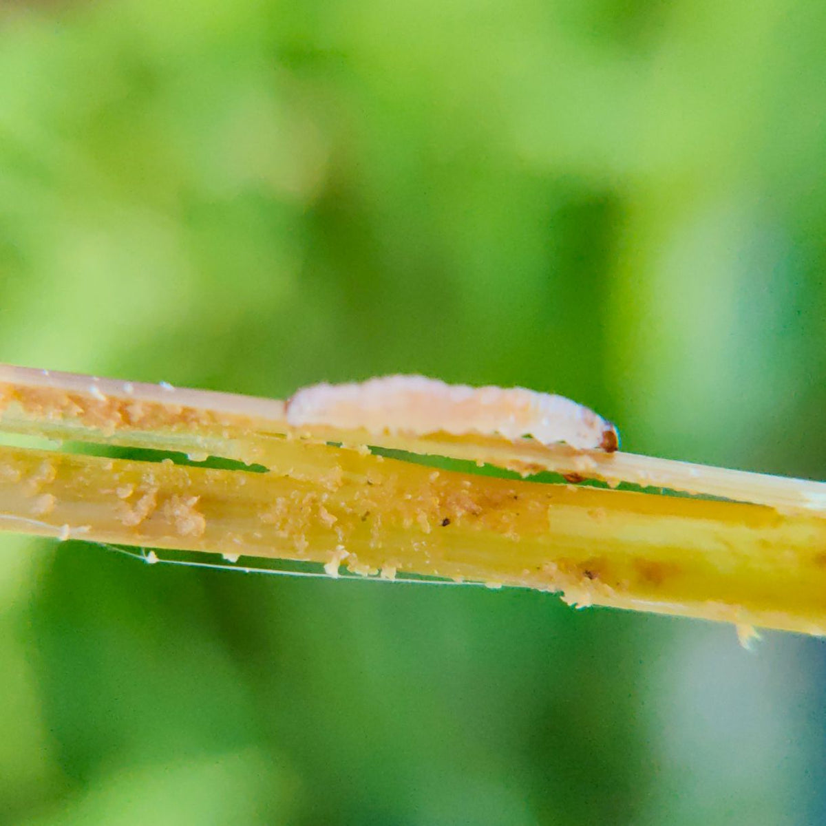 YSB Pheromone Lure for Paddy | Rice Yellow Stem Borer (Scirpophaga incertulas) Lure