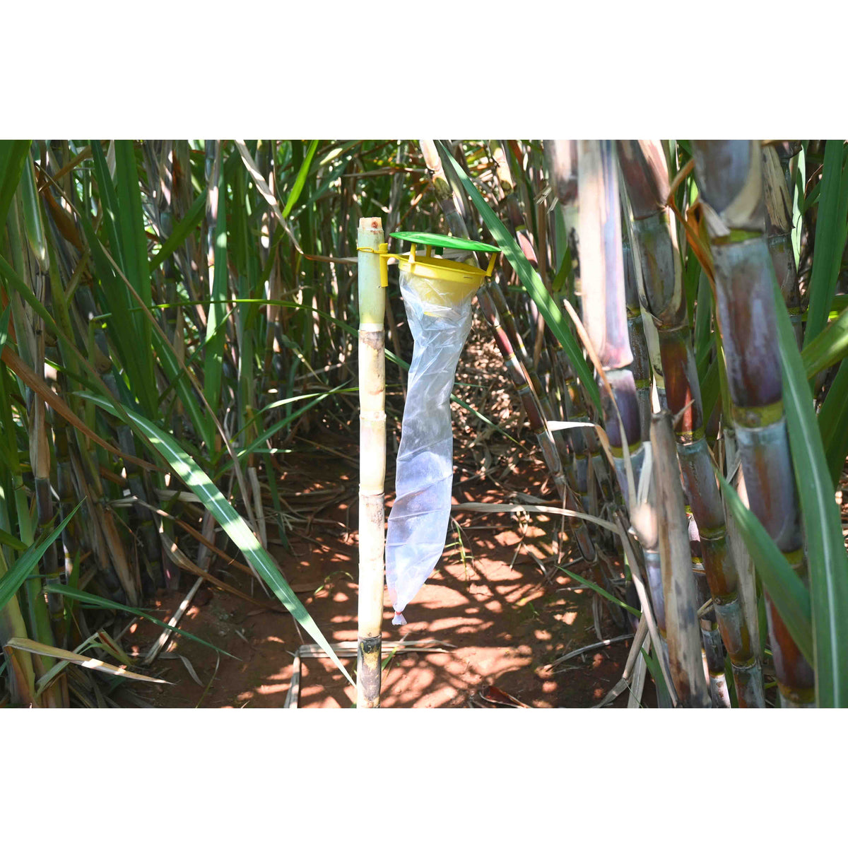 Funnel Trap With Sugarcane Top-B Lure For Top Borer(Scirpophaga excerptalis) | Pheromone Trap For Sugarcane