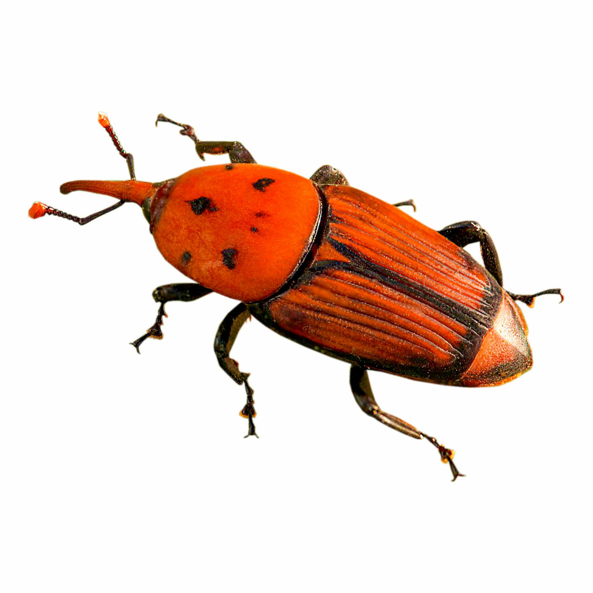 Pheromone Lure for Red Palm Weevil Control | Red Palm Lure | Red Palm Weevil (Rhynchophorus ferrugineus)