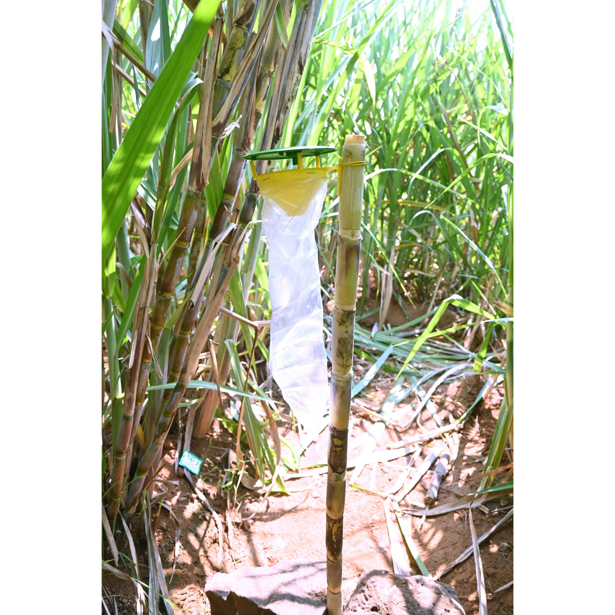 Funnel Trap With Sugarcane Top-B Lure For Top Borer(Scirpophaga excerptalis) | Pheromone Trap For Sugarcane