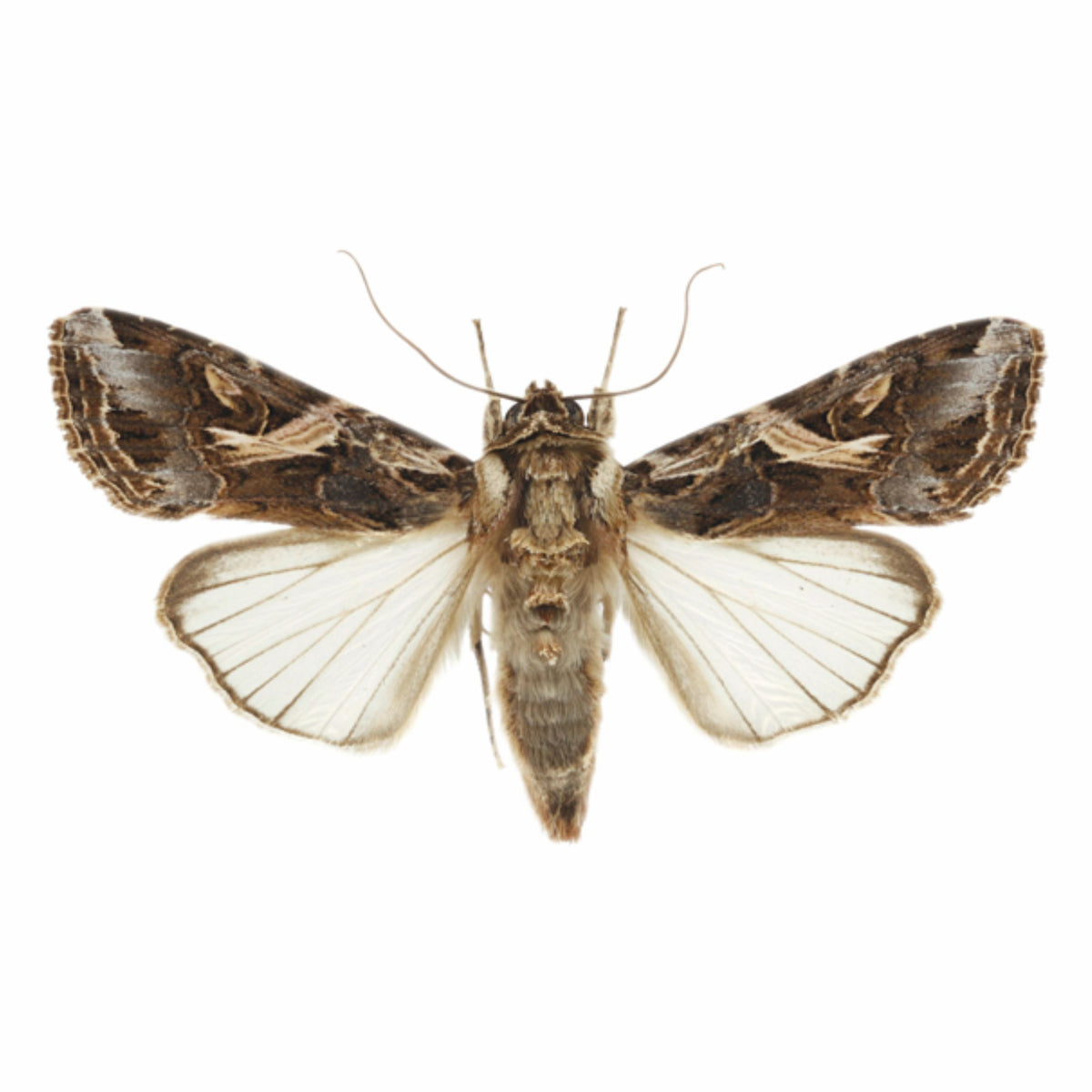 Spod-O Pheromone Lure for Spodoptera litura | Tobacco Caterpillar Pheromone lure | Spod-O Lure For Spodoptera litura | Tobacco Caterpillar Pheromone Lure