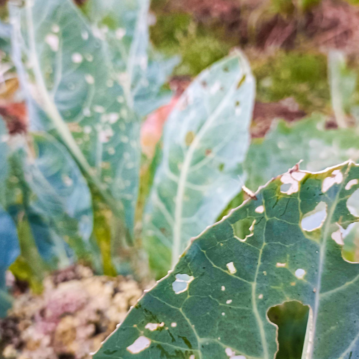 Water Trap With DBM Lure For DiamondBack Moth(Plutella xylostella) | Pheromone Trap For Cabbage