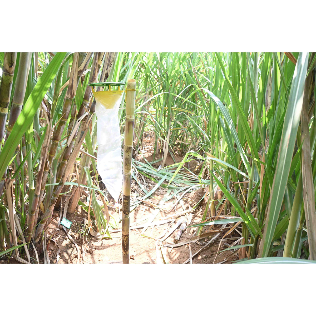 Funnel Trap With Sugarcane Top-B Lure For Top Borer(Scirpophaga excerptalis) | Pheromone Trap For Sugarcane
