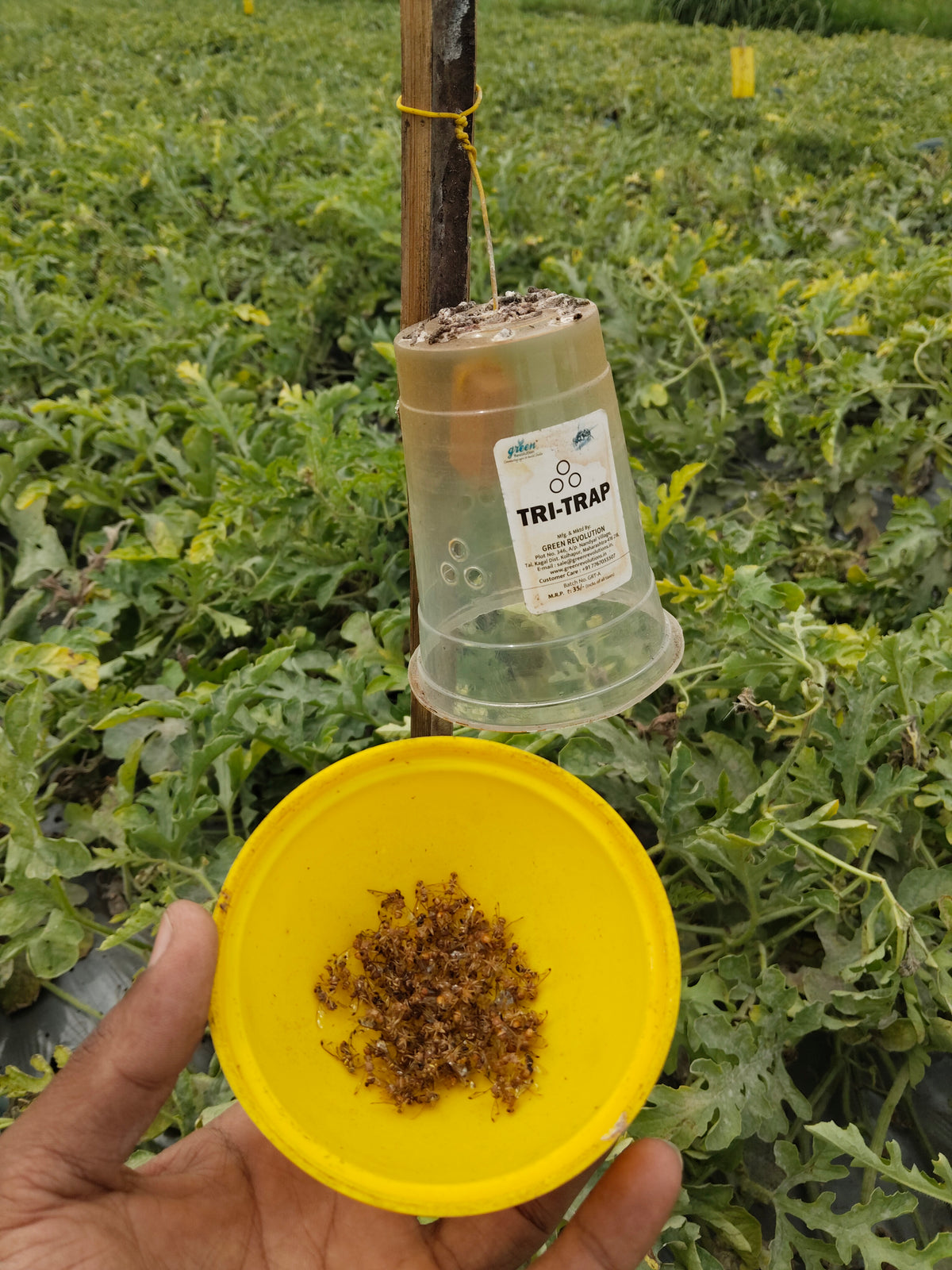 Melon Fly Trap/ TRI-Trap With Melon Fly Lure For Fruit Fly | Pheromone trap For Watermelon And cucurbits